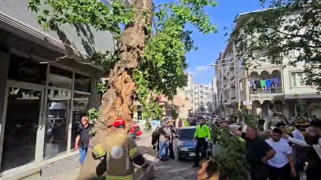 Bursa’da seyir halindeki araçların üzerine ağaç devrildi: 1 kişi yaralandı Bursa’nın Karacabey ilçesinde seyir halindeki 2 araç ile bir motosikletin