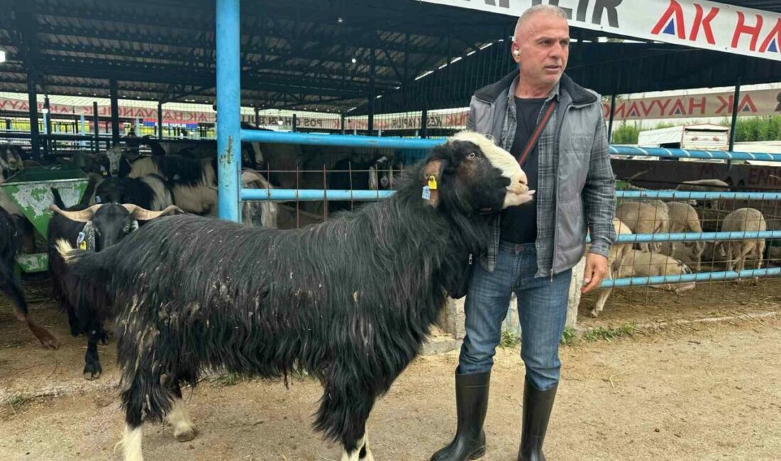 Bursa’daki kurban pazarının şampiyon keçisi 47 bin liradan satıldı Kurban Bayramı arifesinde hareketliliğin zirve yaptığı Yıldırım ilçesindeki İsabey Kurban