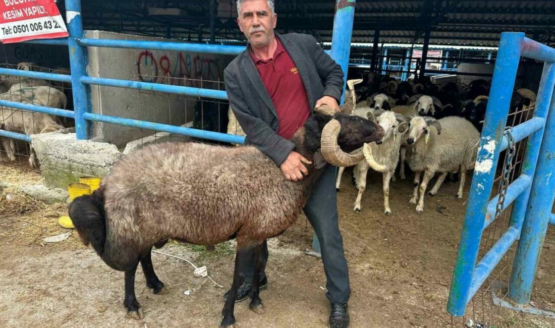 Bursa’nın Yıldırım ilçesinde kurulan İsabey Kurban Pazarı’nda, Kurban Bayramı öncesi