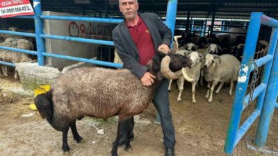 Bursa’nın Yıldırım ilçesinde kurulan İsabey Kurban Pazarı’nda, Kurban Bayramı öncesi