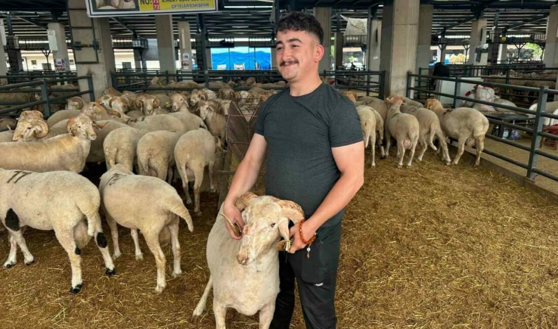Bursa’daki sıra dışı “gergedan boynuz”lu koç görenleri şaşırtıyor Eskişehir’in Çifteler ilçesinden Bursa’ya getirilen ve burnunun üzerindeki üçüncü boynuzuyla