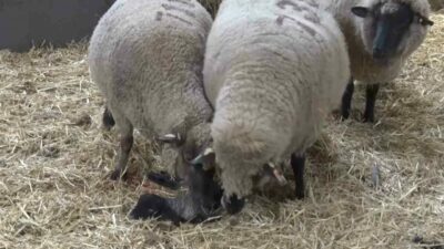 Balıkesir’deki bir hayvancılık işletmesinde dünyaya gelen Merinos cinsi kuzu, iki