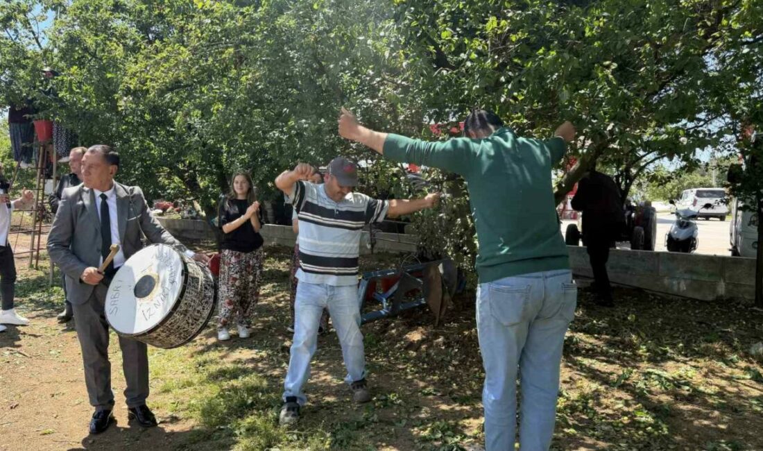 Davullu zurnalı erik hasadı Bursa’nın İznik ilçesinde sezonun ilk erik hasadı davul zurna eşliğinde