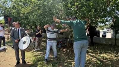 Bursa’nın İznik ilçesinde sezonun ilk erik hasadı davul zurna eşliğinde