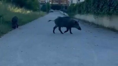 Bursa’da aç kalan iki domuz, yerleşim yerine inerek yiyecek aradı.