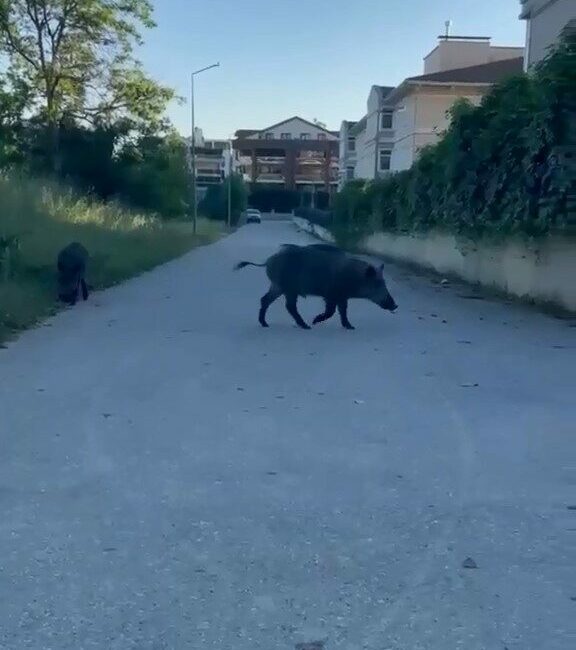 Domuzlar yerleşim yerine inerek yiyecek aradı Bursa’da aç kalan iki domuz, yerleşim yerine inerek yiyecek aradı.