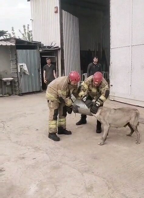 Hava filtresine sıkışan köpek kurtarıldı Bursa’nın İnegöl ilçesinde başını iş makinesi hava filtresine sıkıştıran gebe