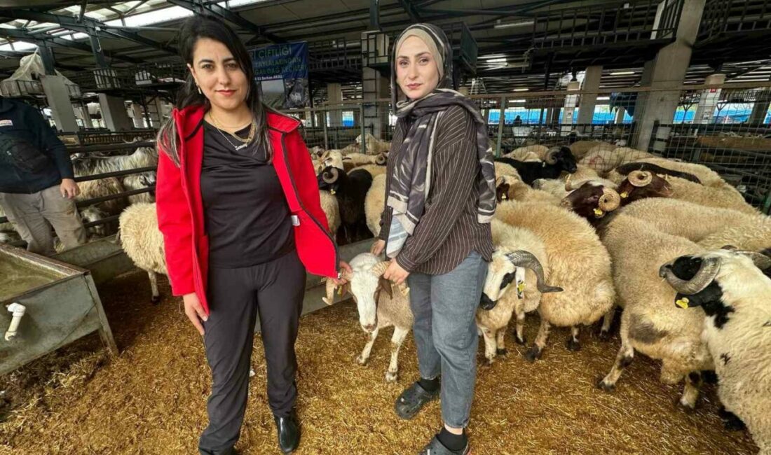 İki genç kuzen celep, Bursa’daki kurban pazarında rekabeti artırdı Bursa’nın Osmangazi ilçesinde kurulan kurban pazarında küçükbaş hayvan satışı yapan