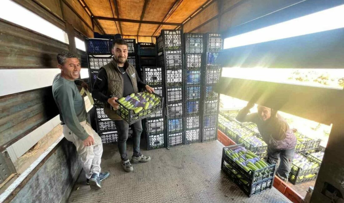 İznik’te mevsimin ilk kabak hasadı Bursa’nın İznik ilçesine bağlı Boyalıca Mahallesi’nde yetişen mevsim ilk kabaklarının