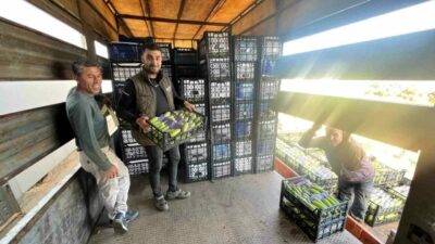 Bursa’nın İznik ilçesine bağlı Boyalıca Mahallesi’nde yetişen mevsim ilk kabaklarının
