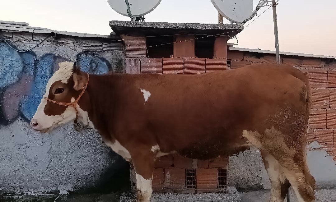 Bursa’da bir kişinin çatıda kesmek istediği büyükbaş kurbanlığı merdivenlerden 6’ıncı