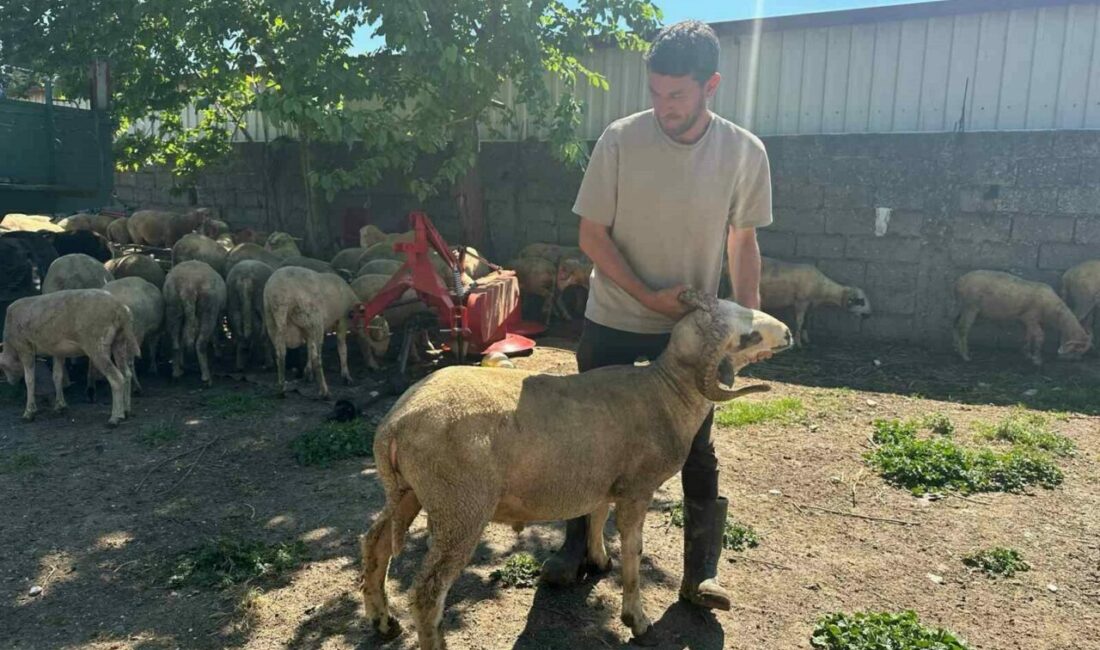 Kestirmek isteyene kırsalda kurbanlık 20 bin liradan başlıyor Bursa’da kent merkezinde kurulan hayvan pazarlarında nakliye, kira, yem ve