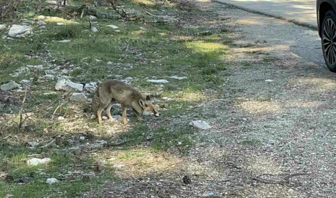 Bursa’da ailesiyle birlikte hafta sonu Uludağ’a giden Güray Akbal, dönüş