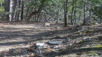 Bursa’da ormanda gezinen yaban kedisi, fotokapanla kayda alındı. Bursa Doğa