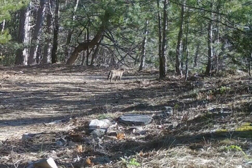 Bursa’da ormanda gezinen yaban kedisi, fotokapanla kayda alındı. Bursa Doğa