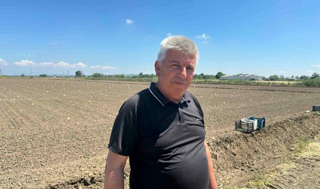 Yağışlar Karacabey Ovası’na buğday bereketi getirdi; dekara 900 kilogram bekleniyor Bursa’nın Karacabey Ovası’nda bu yıl yağışların güzel olması dolayısıyla dekara