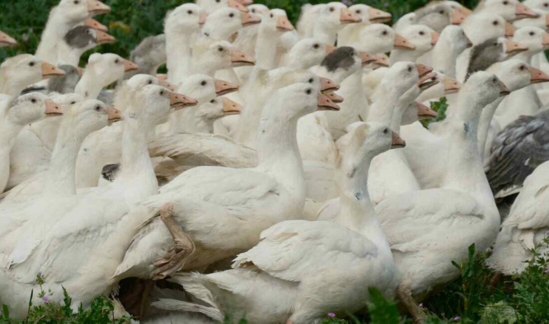 Yerli kazlardan biyolojik destek Tarım ve Orman Bakanlığı Tarım Araştırmalar ve Politikalar Genel Müdürlüğü