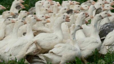 Tarım ve Orman Bakanlığı Tarım Araştırmalar ve Politikalar Genel Müdürlüğü