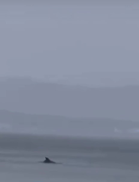 Bursa’nın Mudanya ilçesinde yağmurlu havada deniz yüzeyine çıkan yunuslar dikkat