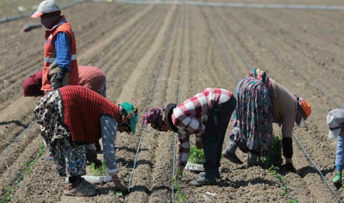 14 salça fabrikasına sahip Karacabey’de domates sezonu başlıyor Türkiye genelindeki salçalık domates üretiminde ilk sırada yer alan Bursa’nın