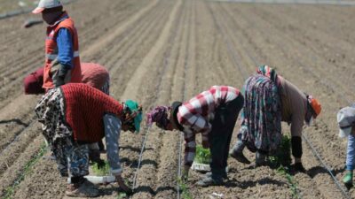 Türkiye genelindeki salçalık domates üretiminde ilk sırada yer alan Bursa’nın