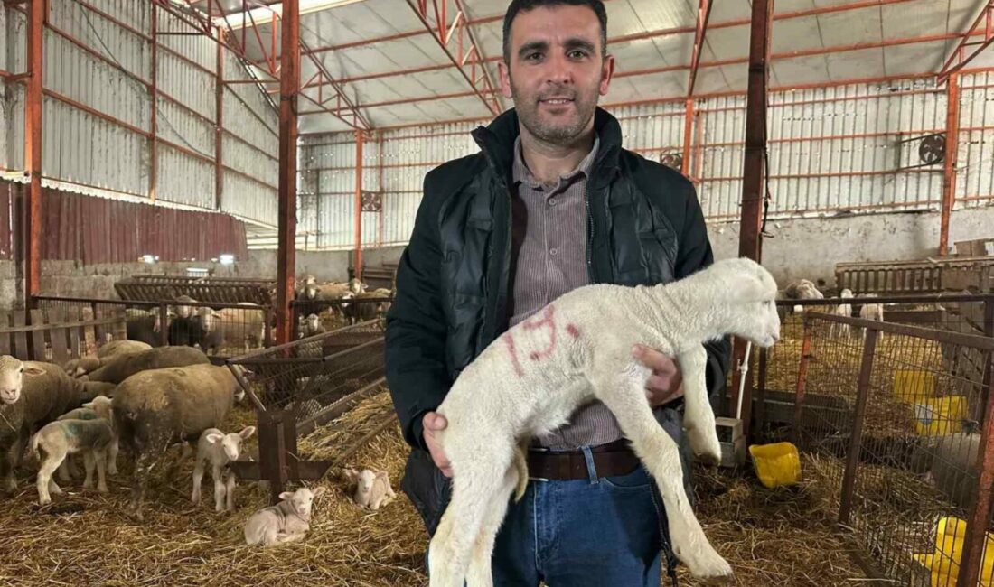 57 yıllık tecrübeden koyunculuğa başlayacaklara önemli öneriler Balıkesir’in Manyas ilçesinde 57 yıldır safkan Karacabey merinosu yetiştiren deneyimli