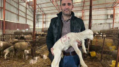 Balıkesir’in Manyas ilçesinde 57 yıldır safkan Karacabey merinosu yetiştiren deneyimli