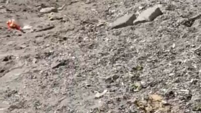 Bursa’nın Mudanya ilçesinde sahil bandında görülen yaban domuzu, vatandaşların cep