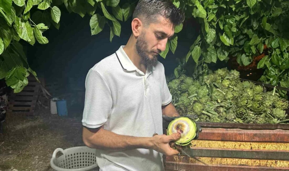 Ailecek enginar soyucular: Soyması 10 saniye sürüyor Türkiye’de enginar üretiminde İzmir’in ardından ikinci sırada yer alan Bursa’da,