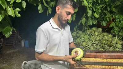 Türkiye’de enginar üretiminde İzmir’in ardından ikinci sırada yer alan Bursa’da,