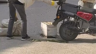 Bursa’nın İnegöl ilçesinde kovandan kaçan kraliçe arının peşine takılan işçi