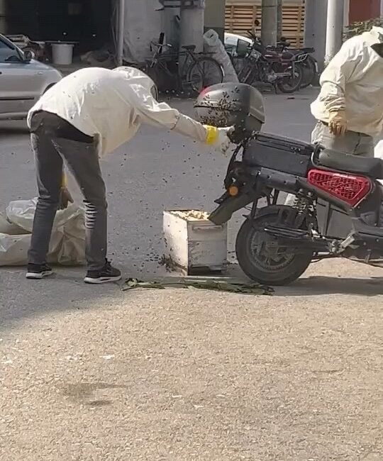 Arılar motosiklette oğul verdi Bursa’nın İnegöl ilçesinde kovandan kaçan kraliçe arının peşine takılan işçi