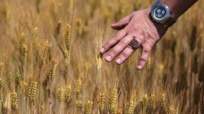 Arpa fiyatlarındaki düşüş yüksek yem maliyetlerinden dert yanan besiciyi sevindirirken