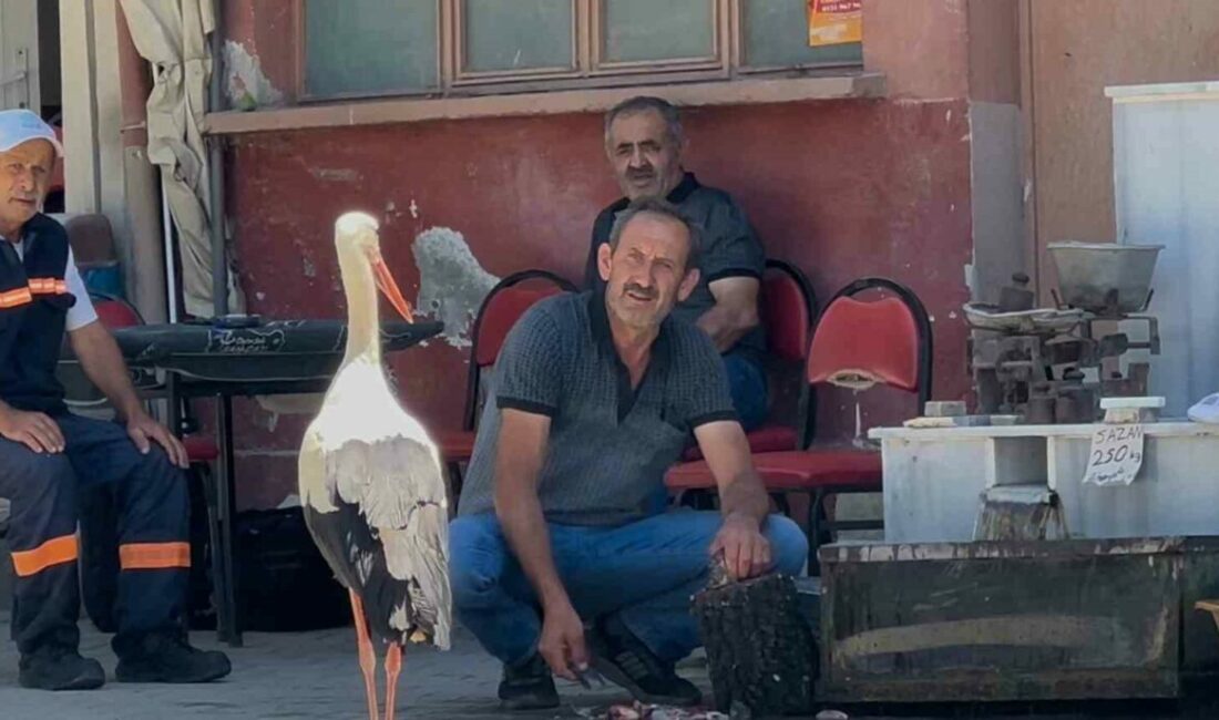 Balıkçı Ahmet ile leyleğin 10 yıllık kahvehane randevusu Bursa’nın Nilüfer ilçesine bağlı Fadıllı Mahallesi’nde 10 yıldır aralarındaki dostlukla