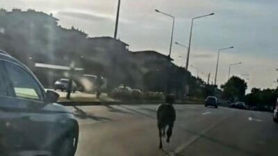 Bursa’da ana yola çıkan başıboş at, trafikte tehlikeli anların yaşanmasına