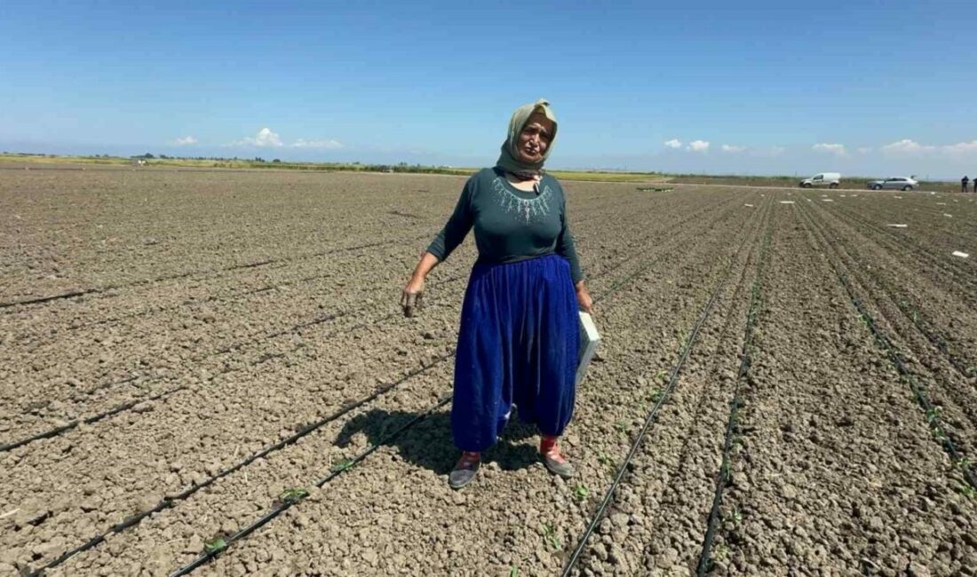 Belindeki 8 platinle tarlada ekmeğini kazanıyor Balıkesir’de 10 yıl önce belinden ameliyat olan 70 yaşındaki tarım