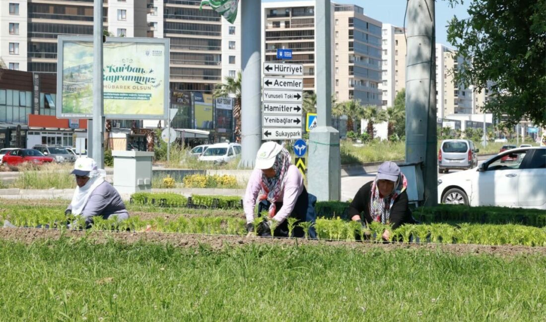 Osmangazi Belediyesi, ilçeyi rengarenk çiçeklerle buluşturuyor. Parklar, meydanlar, refüjler ve