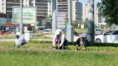 Osmangazi Belediyesi, ilçeyi rengarenk çiçeklerle buluşturuyor. Parklar, meydanlar, refüjler ve