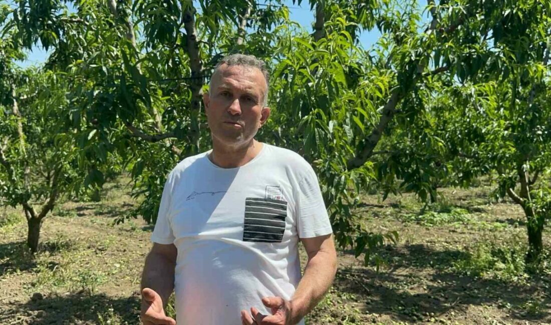 Bursa Ovası’nda dallarda üzüm salkımı gibi nektarin olunca “tekleme” uzun sürdü Türkiye’nin şeftali ve nektarin üretiminde önde gelen merkezlerinden olan Bursa’nın