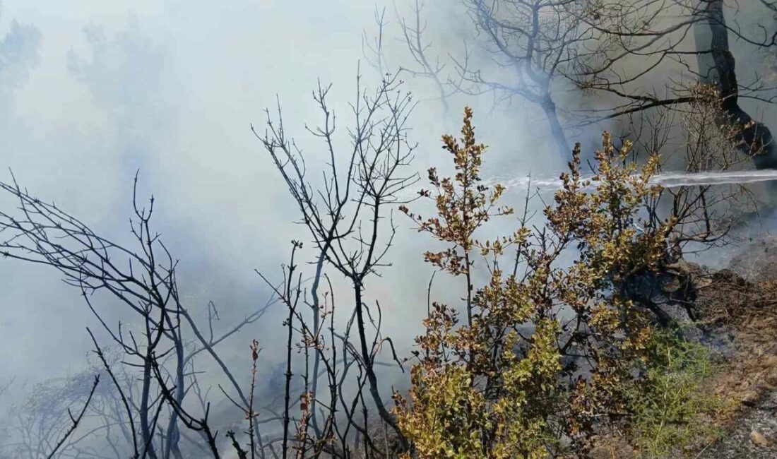 Bursa’nın Gemlik ilçesinde piknik alanı yakınlarında çıkan yangın, ekiplerin zamanında
