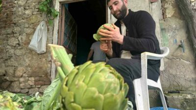 Türkiye’de enginar üretiminde ikinci sırada yer alan Bursa’da, hasat sezonunun