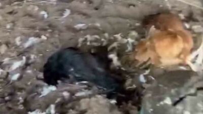Bursa’nın Mudanya ilçesinde sokak köpeklerinin saldırdığı kümeste yaklaşık 30 tavuk