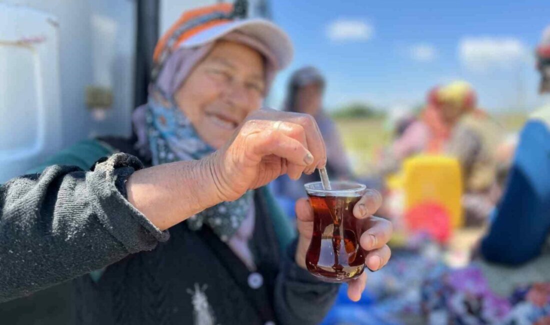 Tarlada yoruluyorlar odun ateşinde matarada çayla dinleniyorlar Bursa’nın önemli tarımsal üretim merkezlerinden Karacabey’de gün boyu güneşin altında