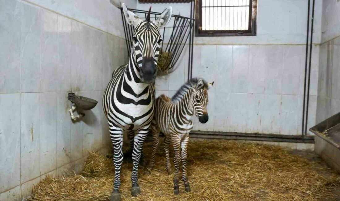 Türkiye’nin en büyük zebra sürüsüne ev sahipliği yapan Bursa Hayvanat
