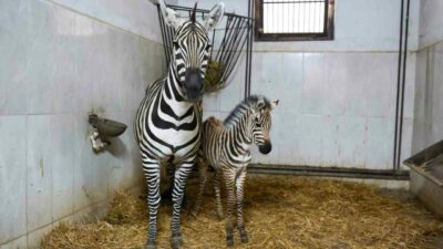 Türkiye’nin en büyük zebra sürüsüne ev sahipliği yapan Bursa Hayvanat