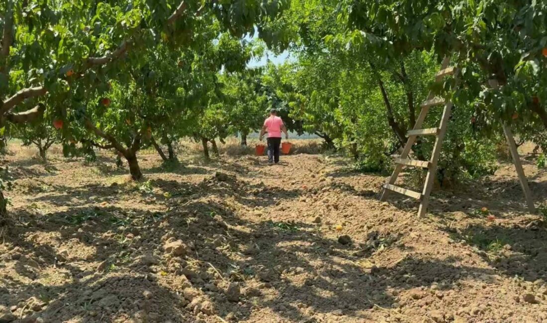 Bursa şeftalisinde hasat başladı Türkiye’nin önemli meyve üretim merkezlerinden Bursa Ovası’nda şeftali hasadı başladı.