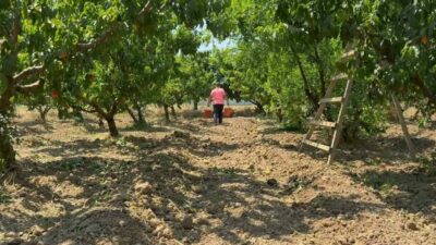 Türkiye’nin önemli meyve üretim merkezlerinden Bursa Ovası’nda şeftali hasadı başladı.