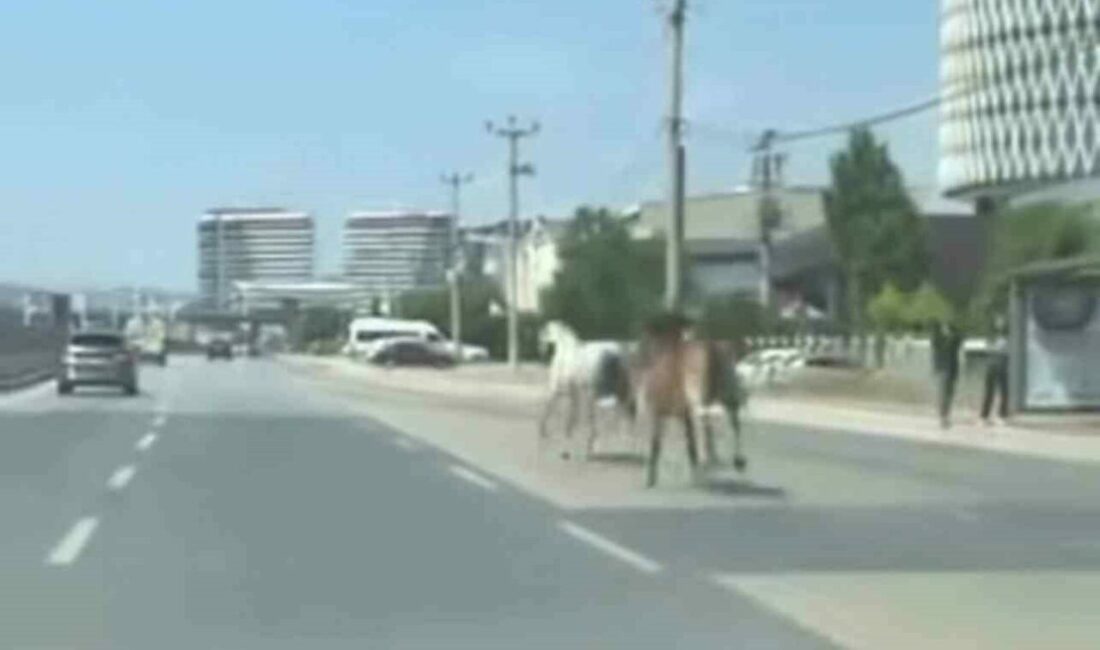Bursa’da başıboş atlar trafiği tehlikeye attı Bursa’da ana yola çıkan başıboş iki at, sürücülere zor anlar