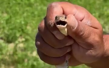 Bursa’nın İnegöl ilçesinde tarlasında yaklaşık 1,5 metre uzunluğunda yılan gören