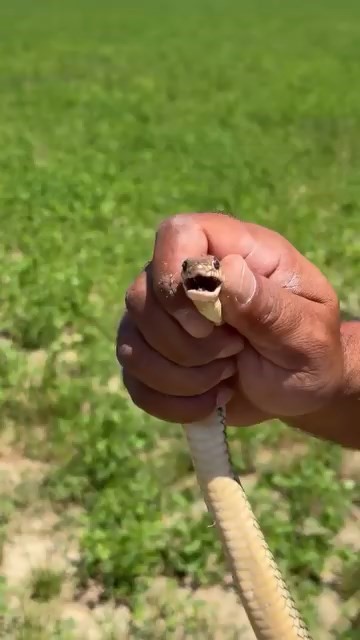 Bursa’nın İnegöl ilçesinde tarlasında yaklaşık 1,5 metre uzunluğunda yılan gören